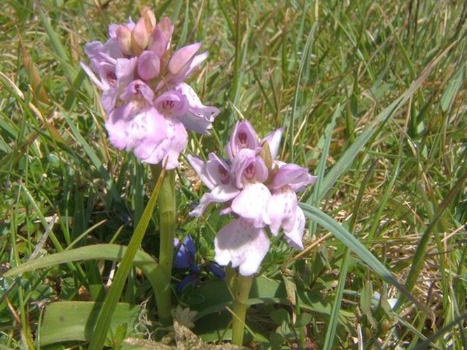 Dactylorhiza maculata subsp. ericetorum © <a rel="nofollow" class="external text" href="https://www.geograph.org.uk/profile/34461">Barbara Carr</a>