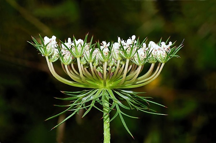 Daucus carota subsp. carota © <a href="//commons.wikimedia.org/wiki/User:Alvesgaspar" title="User:Alvesgaspar">Alvesgaspar</a>