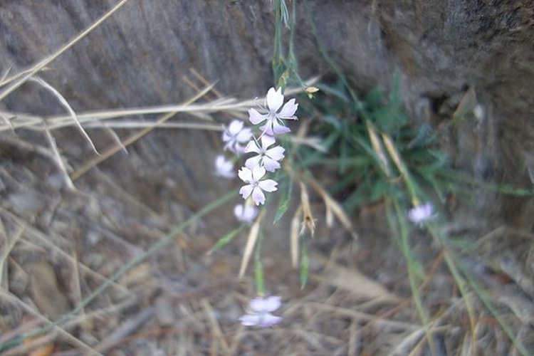 Dianthus pyrenaicus subsp. attenuatus &copy; <a href="//commons.wikimedia.org/wiki/User:Jean.claude" title="User:Jean.claude">Jean.claude</a>