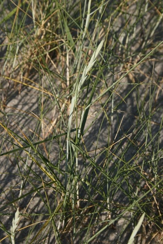 Elytrigia juncea subsp. boreoatlantica &copy; <a href="//commons.wikimedia.org/wiki/User:Sten" title="User:Sten">Sten Porse</a>