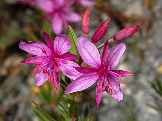 Epilobium fleischeri © <a href="//commons.wikimedia.org/wiki/User:Hectonichus" title="User:Hectonichus">Hectonichus</a>