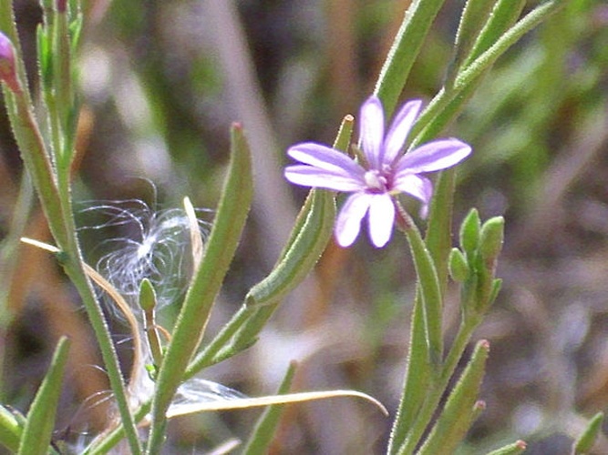 Epilobium tetragonum subsp. tetragonum &copy; <a href="//commons.wikimedia.org/wiki/User:Javier_martin" title="User:Javier martin">Javier martin</a>