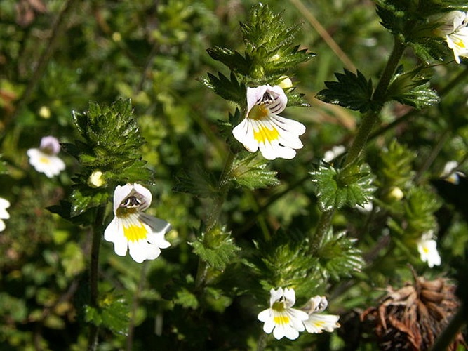 Euphrasia rostkoviana © 
