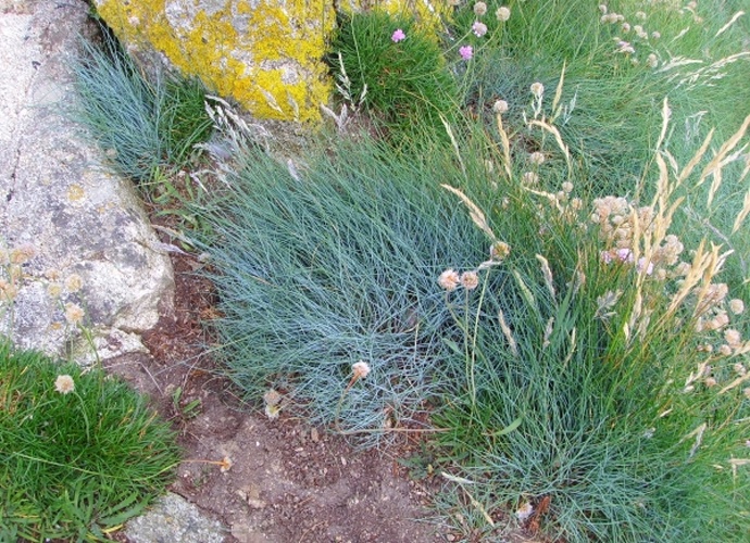 Festuca rubra subsp. pruinosa &copy; <a href="//commons.wikimedia.org/wiki/User:Jymm" title="User:Jymm">user:Jymm</a>