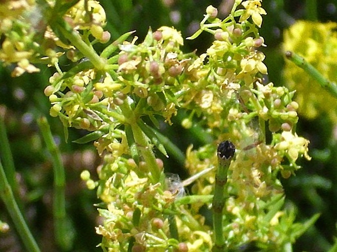 Galium verum subsp. verum &copy; <a href="//commons.wikimedia.org/wiki/User:Javier_martin" title="User:Javier martin">Javier martin</a>