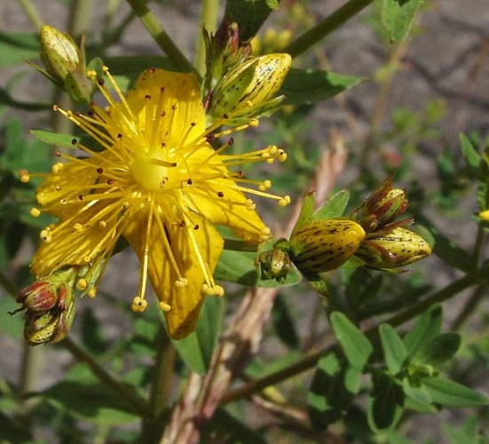 Hypericum maculatum subsp. obtusiusculum &copy; sarefo