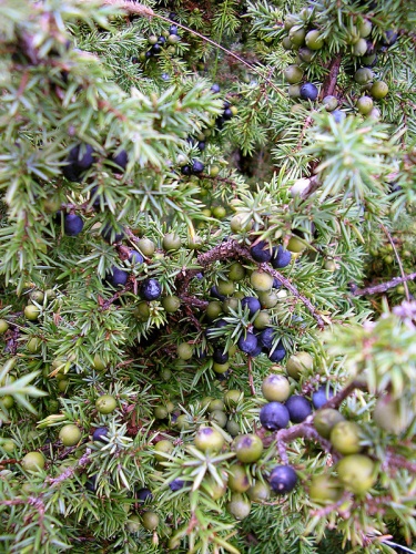 Juniperus communis subsp. nana © No machine-readable author provided. <a href="//commons.wikimedia.org/wiki/User:Pt" title="User:Pt">Pt</a> assumed (based on copyright claims).
