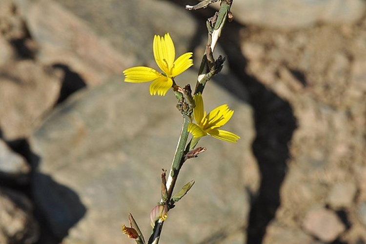 Lactuca viminea subsp. chondrilliflora &copy; Paulilles