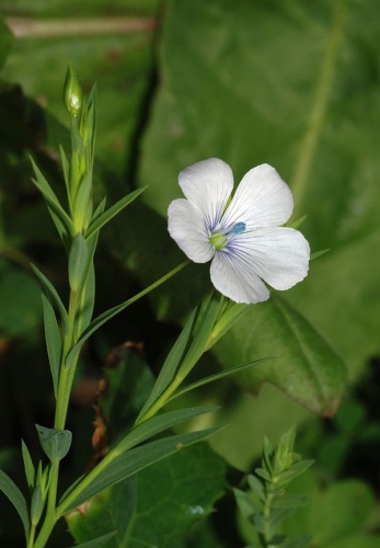 Linum bienne © <a href="//commons.wikimedia.org/wiki/User:Alvesgaspar" title="User:Alvesgaspar">Alvesgaspar</a>