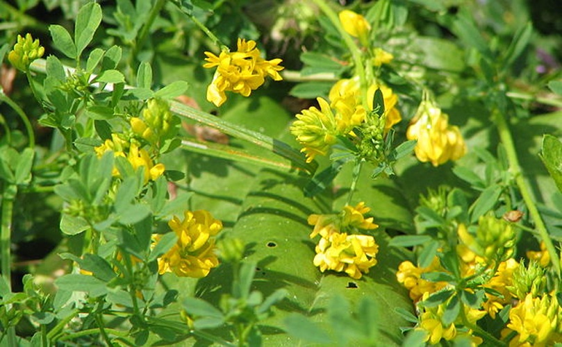 Medicago falcata &copy; No machine-readable author provided. <a href="//commons.wikimedia.org/wiki/User:Bogdan" title="User:Bogdan">Bogdan</a> assumed (based on copyright claims).