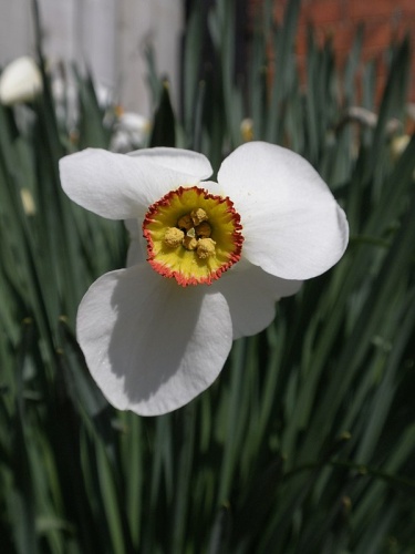 Narcissus poeticus poeticus © <a rel="nofollow" class="external text" href="https://www.flickr.com/people/15181848@N02">Amanda Slater</a> from Coventry, West Midlands, UK