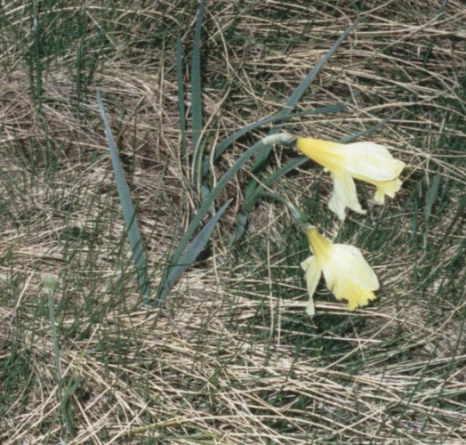 Narcissus pseudonarcissus subsp. pallidiflorus © <a href="//commons.wikimedia.org/wiki/User:Cillas" title="User:Cillas">Cillas</a>