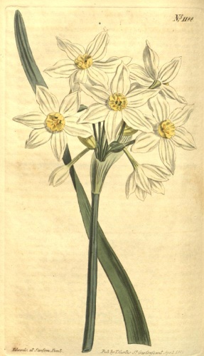Narcissus tazetta subsp. italicus © John Sims (1749-1831)