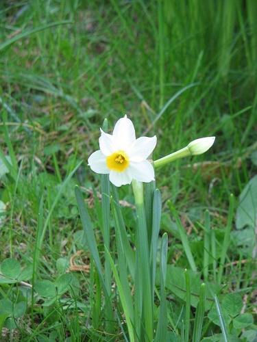 Narcissus tazetta subsp. tazetta © Meneerke bloem
