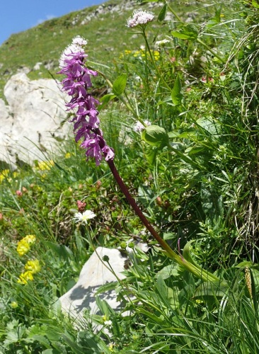Orchis mascula speciosa © <a href="//commons.wikimedia.org/wiki/User:BerndH" title="User:BerndH">Bernd Haynold</a>