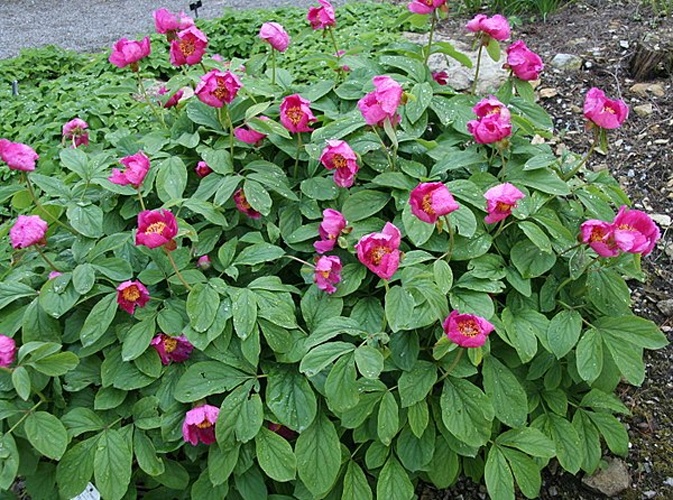 Paeonia mascula mascula &copy; <a href="https://de.wikipedia.org/wiki/Benutzer:Michael_w" class="extiw" title="de:Benutzer:Michael w">Michael Wolf</a>