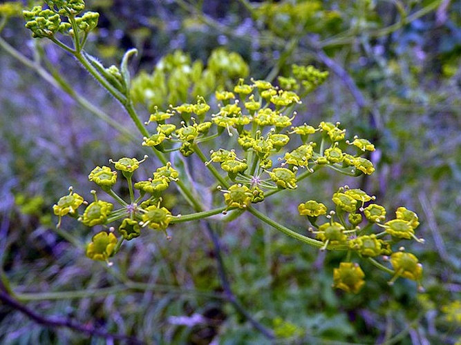 Pastinaca sativa subsp. urens &copy; Emmanuel STRATMAINS