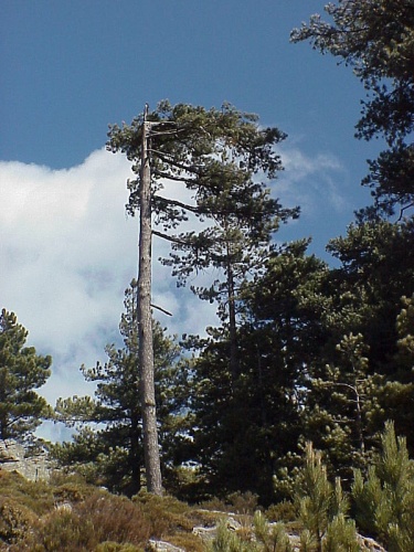 Pinus nigra subsp. laricio © 