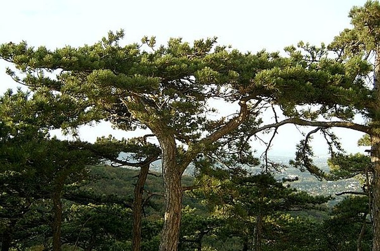 Pinus nigra subsp. nigra © <a href="https://de.wikipedia.org/wiki/Benutzer:Karl_Gruber" class="extiw" title="de:Benutzer:Karl Gruber">Karl Gruber</a>