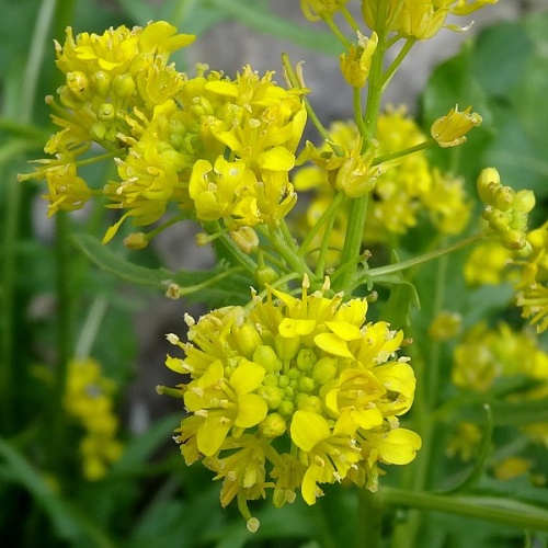 Sisymbrium austriacum subsp. chrysanthum © Alain Bigou