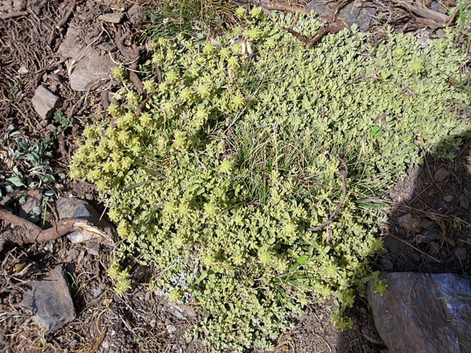 Teucrium capitatum subsp. capitatum © <a href="//commons.wikimedia.org/wiki/User:Javier_martin" title="User:Javier martin">Javier martin</a>