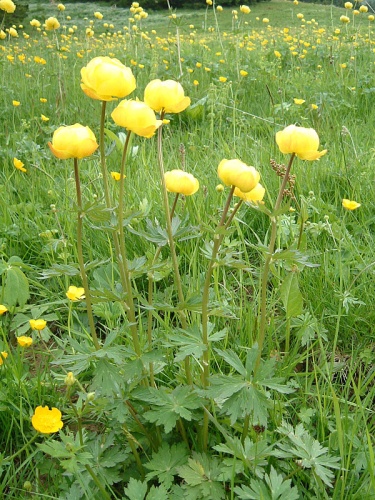 Trollius europaeus europaeus © No machine-readable author provided. <a href="//commons.wikimedia.org/w/index.php?title=User:Aria~commonswiki&amp;action=edit&amp;redlink=1" class="new" title="User:Aria~commonswiki (page does not exist)">Aria~commonswiki</a> assumed (based on copyright claims).