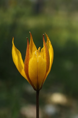 Tulipa sylvestris subsp. australis © (<a href="//commons.wikimedia.org/wiki/User:Biopics" title="User:Biopics">Hans Hillewaert</a>)