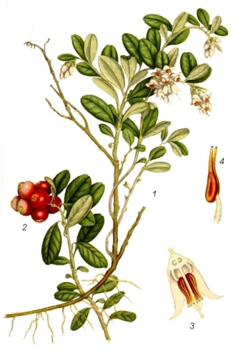 Vaccinium vitis-idaea subsp. vitis-idaea &copy; <bdi><a href="https://en.wikipedia.org/wiki/en:Carl_Axel_Magnus_Lindman" class="extiw" title="w:en:Carl Axel Magnus Lindman">Carl Axel Magnus Lindman</a>
</bdi>