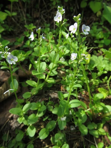 Veronica serpyllifolia humifusa &copy; Qwert1234