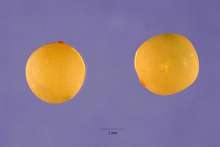 Vicia sativa subsp. sativa &copy; Tracey Slotta @ USDA-NRCS PLANTS Database