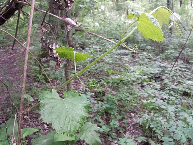 Vitis vinifera subsp. sylvestris © <a href="//commons.wikimedia.org/wiki/User:Stefan.lefnaer" title="User:Stefan.lefnaer">Stefan.lefnaer</a>