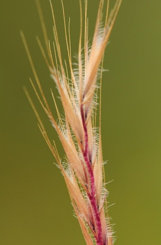Vulpia ciliata subsp. ciliata &copy; John De Vos