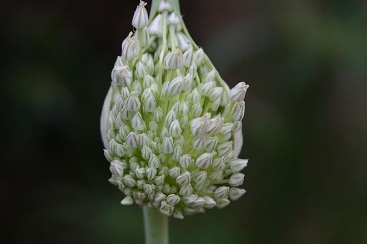 Elephant garlic © <a rel="nofollow" class="external text" href="http://allthingsplants.com/users/profile/dave/">Dave Whitinger</a>