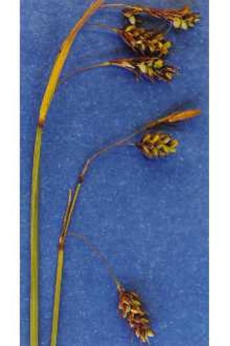 Carex magellanica subsp. irrigua &copy; Hurd, E.G., N.L. Shaw, J. Mastrogiuseppe, L.C. Smithman, &amp; S. Goodrich. 1998. Field guide to Intermountain sedges. Gen. Tech. Rep. RMS-GTR-10. USDA FS RMRS, Ogden, UT. Courtesy of USDA FS RMRS Boise Aquatic Sciences Lab.