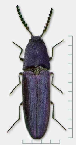 Violet click beetle © <a href="//commons.wikimedia.org/wiki/User:Lamiot" title="User:Lamiot">Lamiot</a>