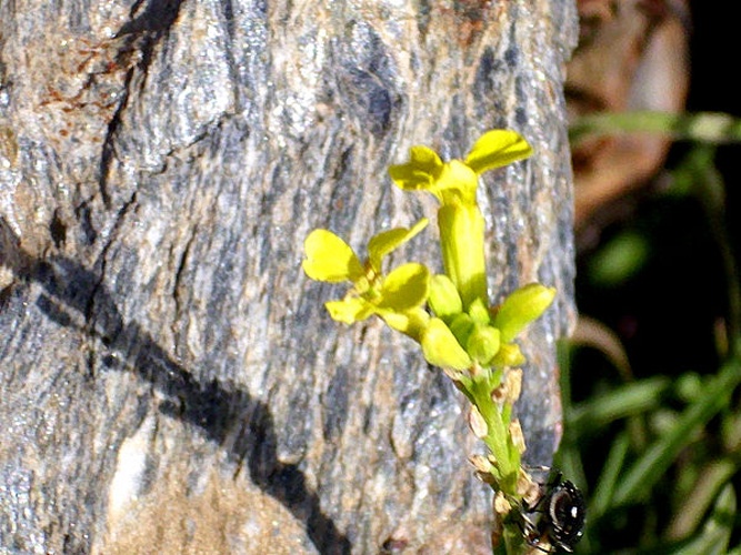 Erysimum nevadense &copy; <a href="//commons.wikimedia.org/wiki/User:Javier_martin" title="User:Javier martin">Javier martin</a>