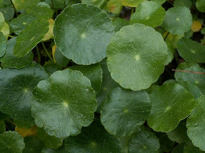 Hydrocotyle umbellata © <a href="//commons.wikimedia.org/wiki/User:Lorenzarius" title="User:Lorenzarius">Lorenzarius</a>