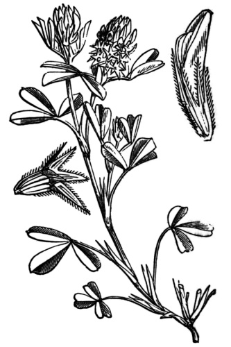 Trifolium squamosum © Walter Hood Fitch (1817-1892)