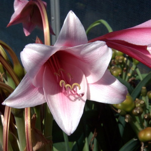 Crinum bulbispermum © <a href="//commons.wikimedia.org/wiki/User:C_T_Johansson" class="mw-redirect" title="User:C T Johansson">C T Johansson</a>
