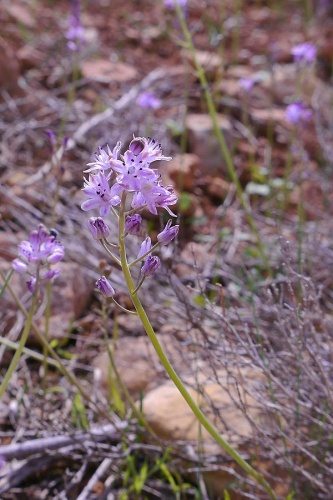 Prospero obtusifolium © <a href="//commons.wikimedia.org/wiki/User:Nanosanchez" title="User:Nanosanchez">Nanosanchez</a>