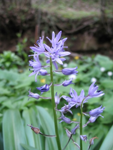 Scilla lilio-hyacinthus © <a href="//commons.wikimedia.org/wiki/User:Aur%C3%B3" title="User:Auró">Auró</a>