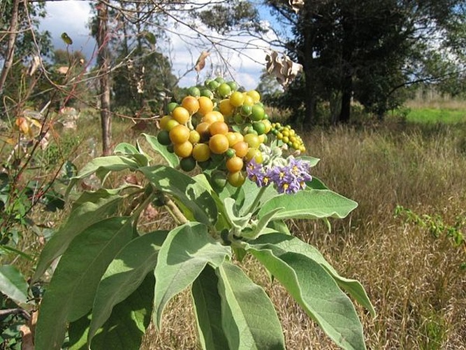 Solanum mauritianum © <a href="//commons.wikimedia.org/wiki/User:Peter_Greenwell" title="User:Peter Greenwell">Peter Greenwell</a>