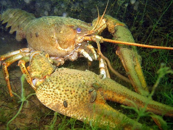 Astacus leptodactylus © 