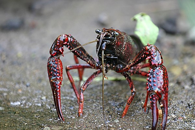 Procambarus clarkii © No machine-readable author provided. <a href="//commons.wikimedia.org/wiki/User:MikeMurphy" title="User:MikeMurphy">MikeMurphy</a> assumed (based on copyright claims).