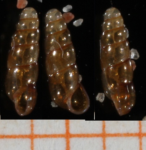 Platyla cryptomena &copy; Francisco Welter Schultes <a rel="nofollow" class="external autonumber" href="http://www.animalbase.uni-goettingen.de/zooweb/servlet/AnimalBase/home/collaborator?id=7">[1]</a>