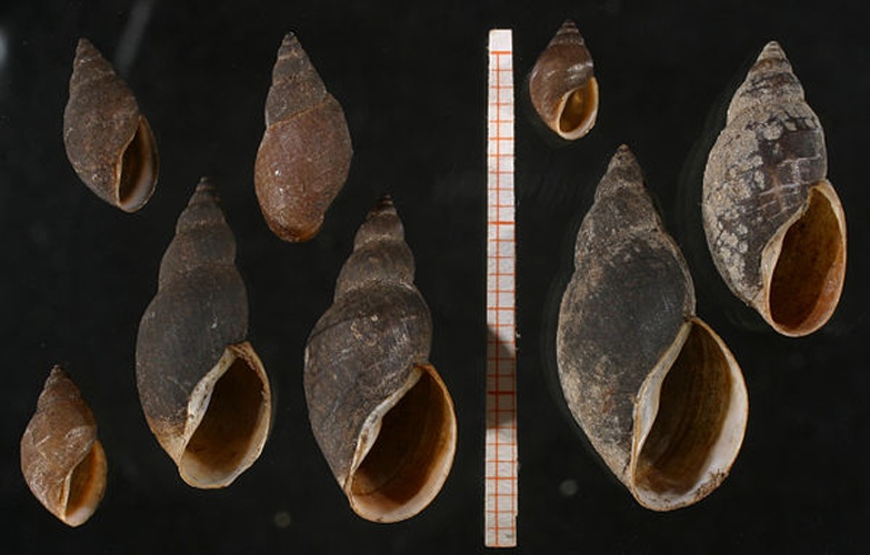 Stagnicola fuscus &copy; <a rel="nofollow" class="external text" href="http://www.animalbase.uni-goettingen.de/zooweb/servlet/AnimalBase/home/collaborator?id=7">Francisco Welter Schultes</a>