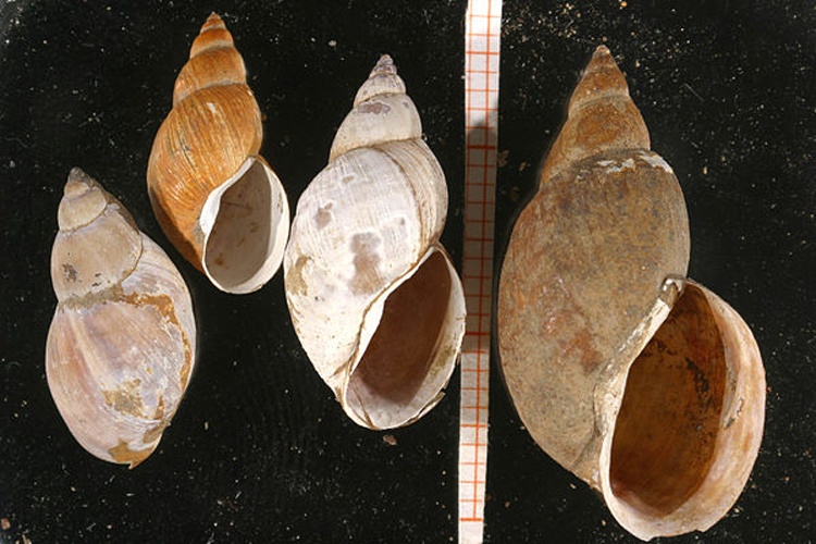 Stagnicola corvus &copy; <a rel="nofollow" class="external text" href="http://www.animalbase.uni-goettingen.de/zooweb/servlet/AnimalBase/home/collaborator?id=7">Francisco Welter Schultes</a>