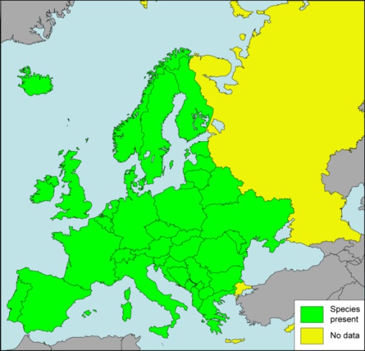 Oxyloma elegans elegans &copy; <ul>
<li>
<a href="//commons.wikimedia.org/wiki/File:Europe_countries.svg" title="File:Europe countries.svg">Europe_countries.svg</a>: <b>User:Tintazul</b>
</li>
<li>derivative work: <a href="//commons.wikimedia.org/wiki/User:Tom_Meijer" title="User:Tom Meijer">Tom Meijer</a> (<a href="//commons.wikimedia.org/wiki/User_talk:Tom_Meijer" title="User talk:Tom Meijer"><span class="signature-talk">talk</span></a>)</li>
</ul>