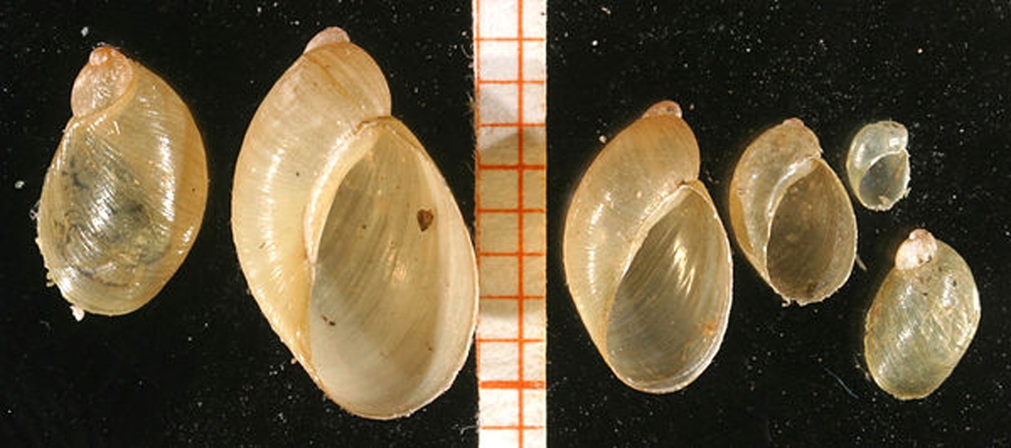 Oxyloma sarsii © Francisco Welter Schultes <a rel="nofollow" class="external autonumber" href="http://www.animalbase.uni-goettingen.de/zooweb/servlet/AnimalBase/home/collaborator?id=7">[1]</a>