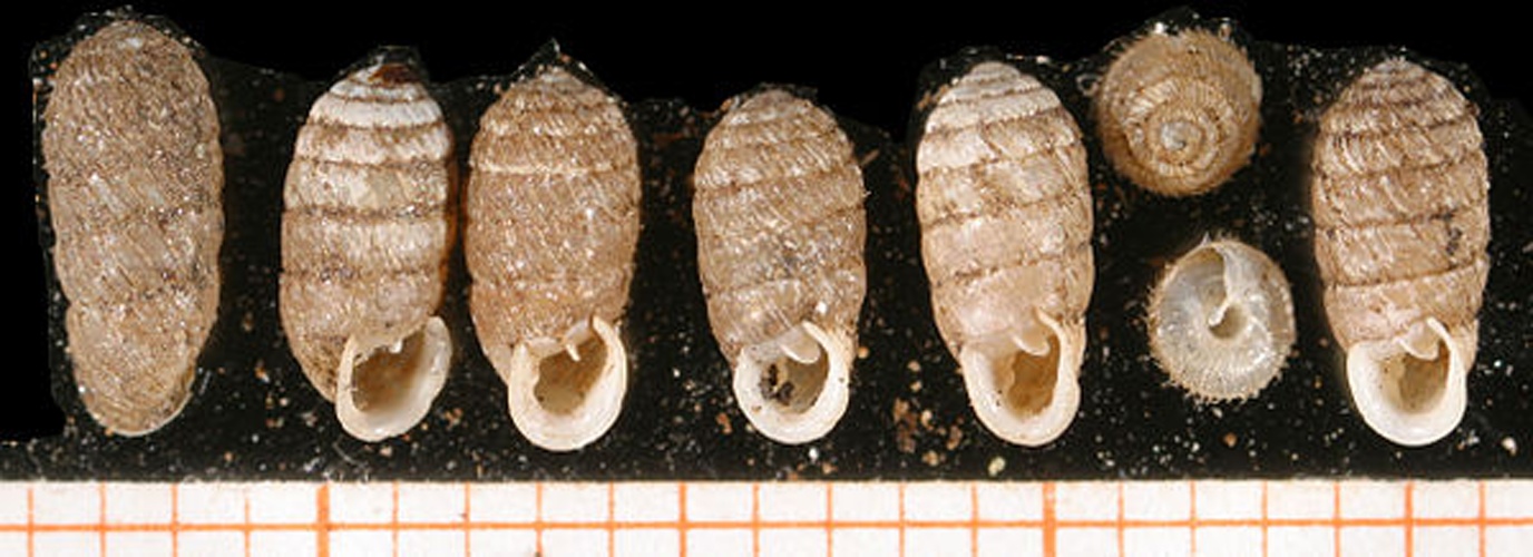 Sphyradium doliolum &copy; Francisco Welter Schultes <a rel="nofollow" class="external text" href="http://www.animalbase.uni-goettingen.de/zooweb/servlet/AnimalBase/home/collaborator?id=7">licence</a>
